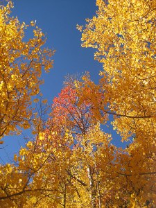 fall_colors3